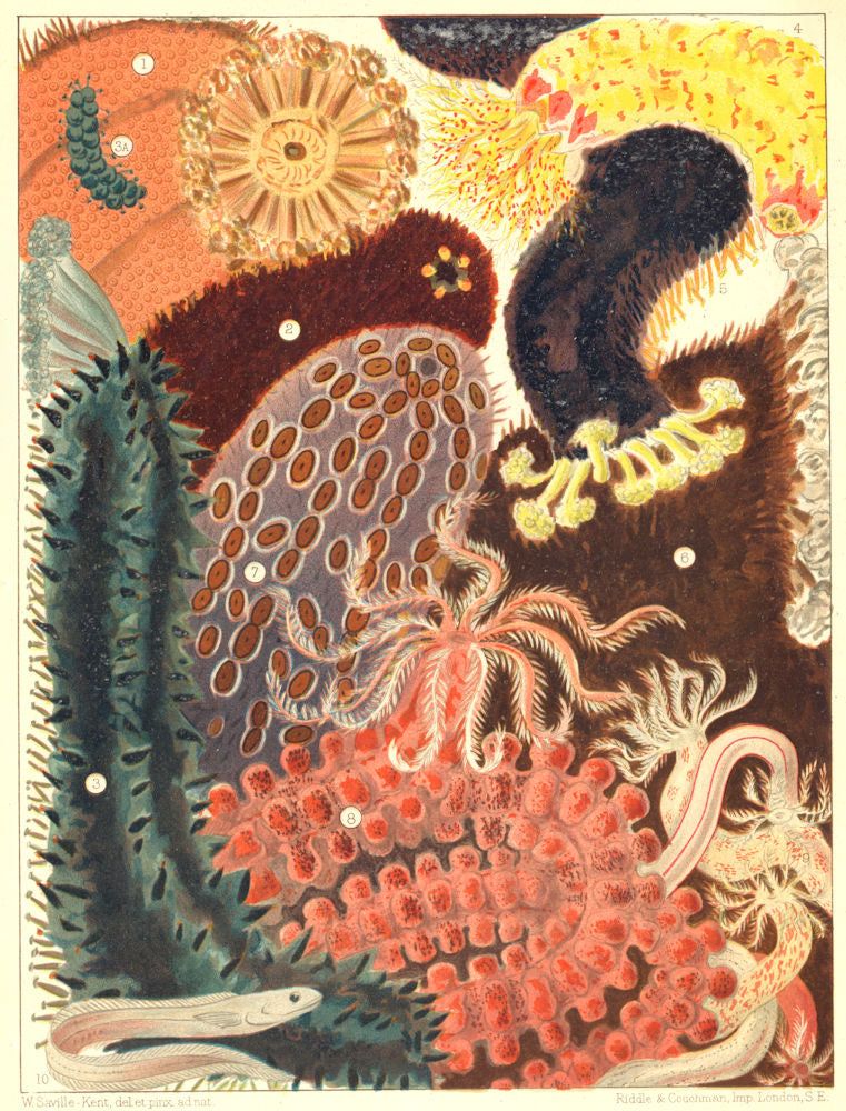 GT BARRIER REEF Beche-de-Mer Red Green Prickly Black Leopard fish Synapta 1893